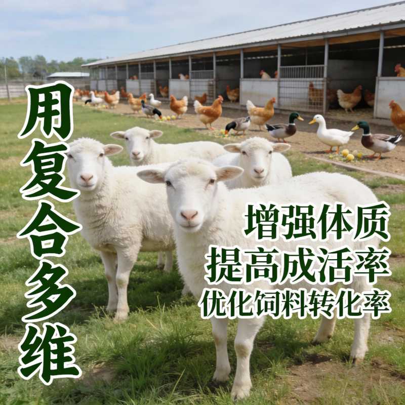 育肥猪加复合多维咋加最好？.png